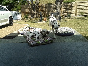 Kimba-Atlanta-Livi-2