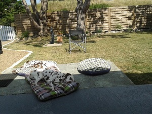 Kimba-Atlanta-Livi-3