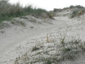 dune2