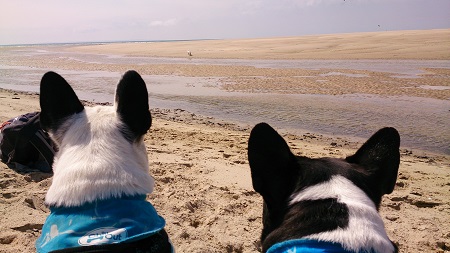 sookie-cookie-shade1